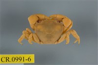 藏品(平背蜞)的圖片